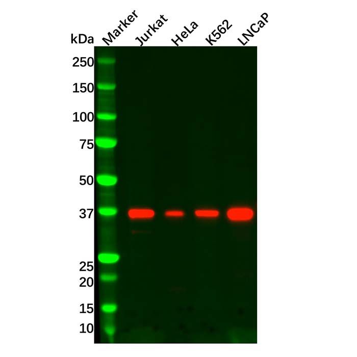Recombinant IKB alpha Antibody