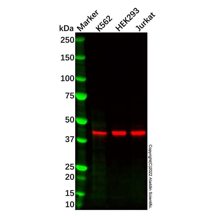 Recombinant IKB beta Antibody
