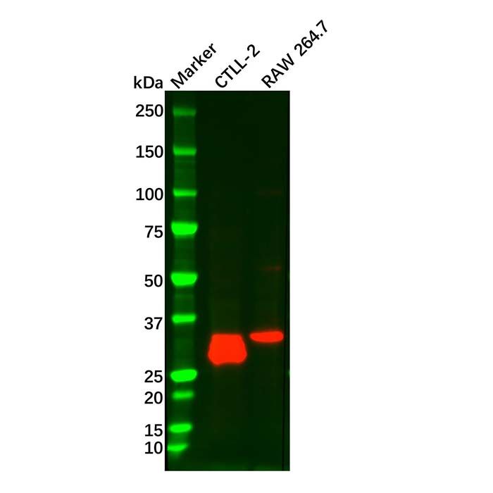 IL-1 alpha Mouse mAb