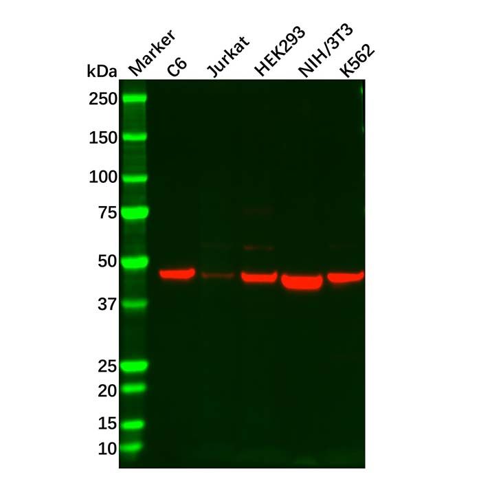 Recombinant IL-11RA Antibody
