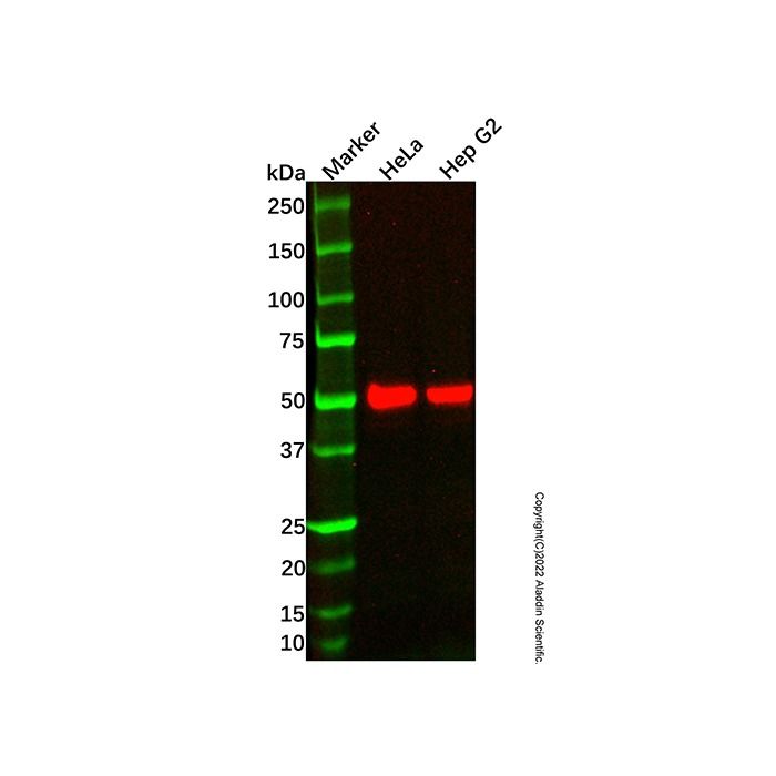 Recombinant IL-13 receptor alpha 1 Antibody