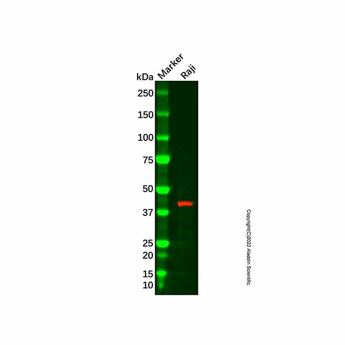 Recombinant IL-15RA Antibody