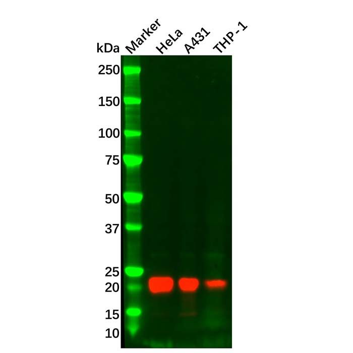 IL-18 Mouse mAb