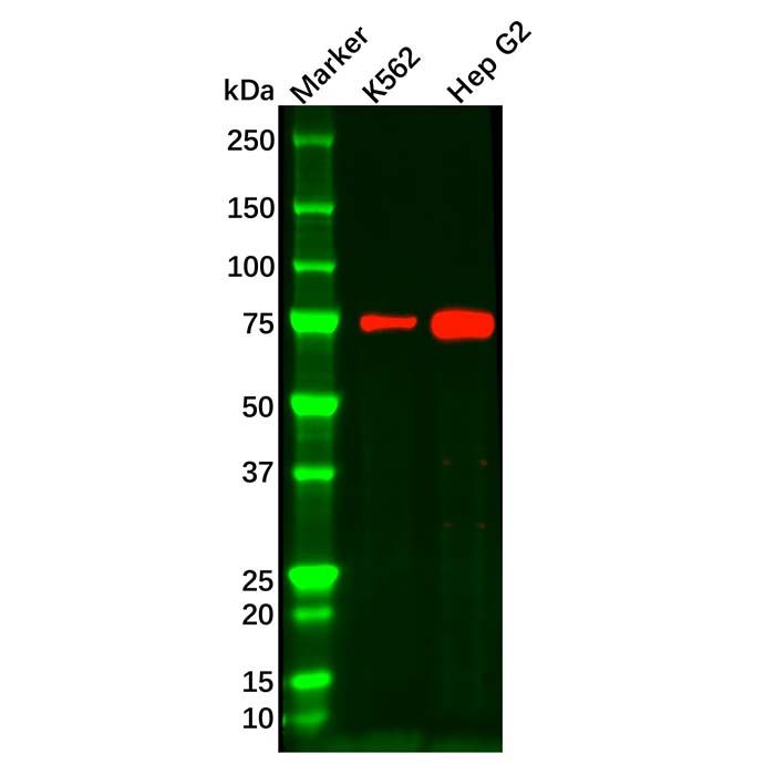 IL22RA1 Antibody