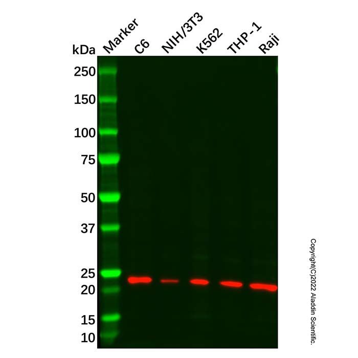 Recombinant IL-23 Antibody