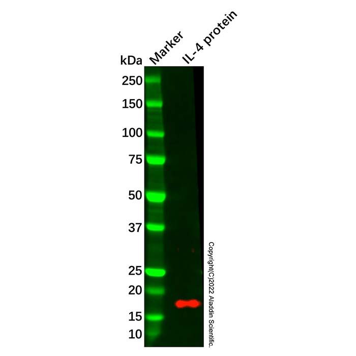 IL-4 Antibody