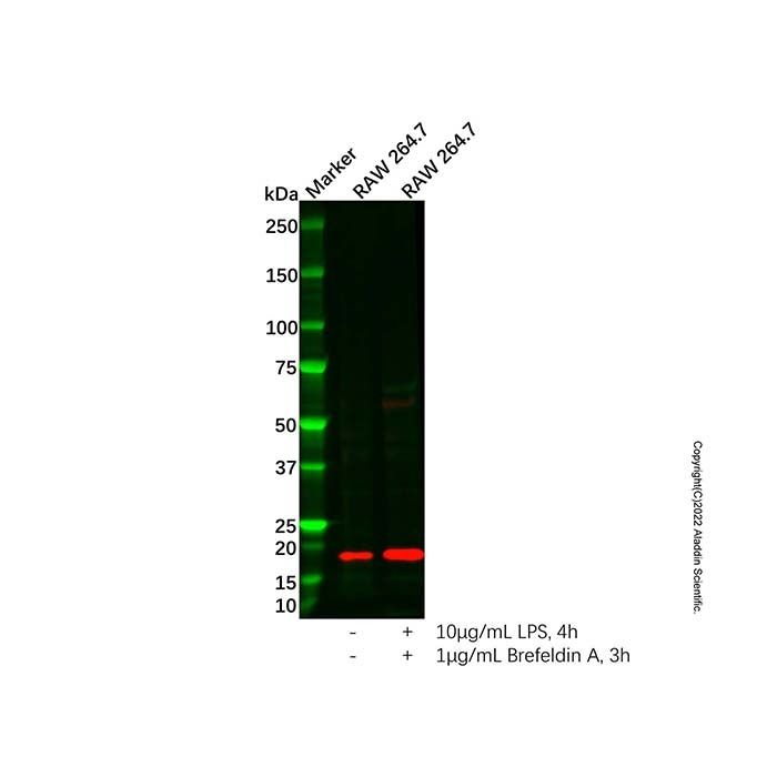 IL-6 Antibody