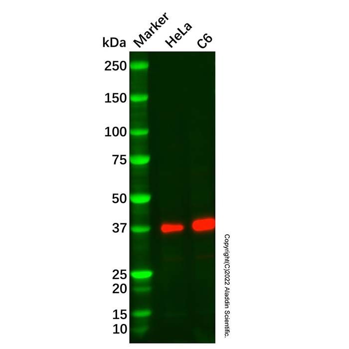 Recombinant Inhibin alpha Antibody