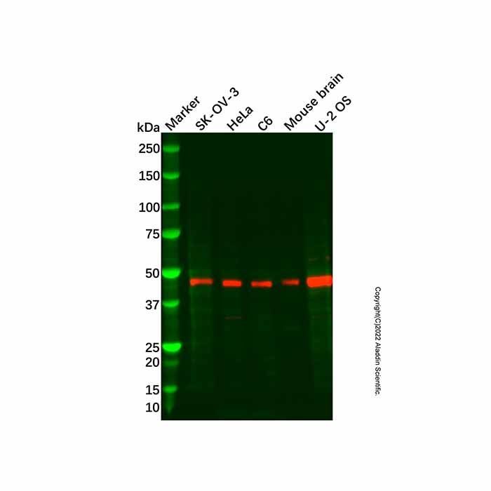 Recombinant Inhibin beta A Antibody
