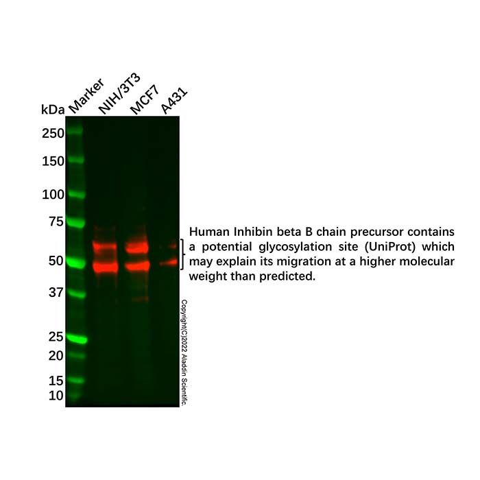 Recombinant Inhibin beta B  Antibody