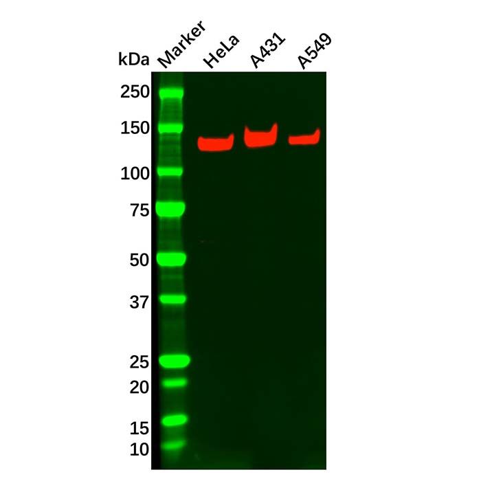 Integrin alpha 3 Antibody
