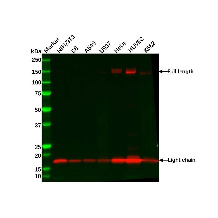 Recombinant Integrin alpha 5 Antibody