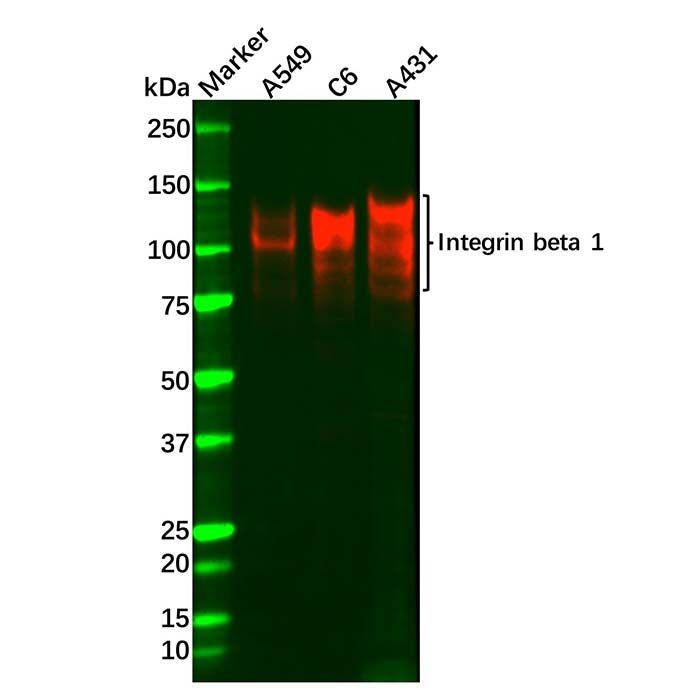 Recombinant Integrin beta 1 Antibody