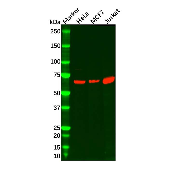 INTS9 Antibody
