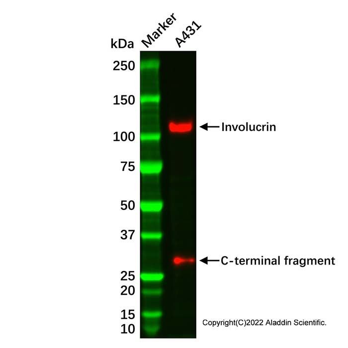 Involucrin Antibody