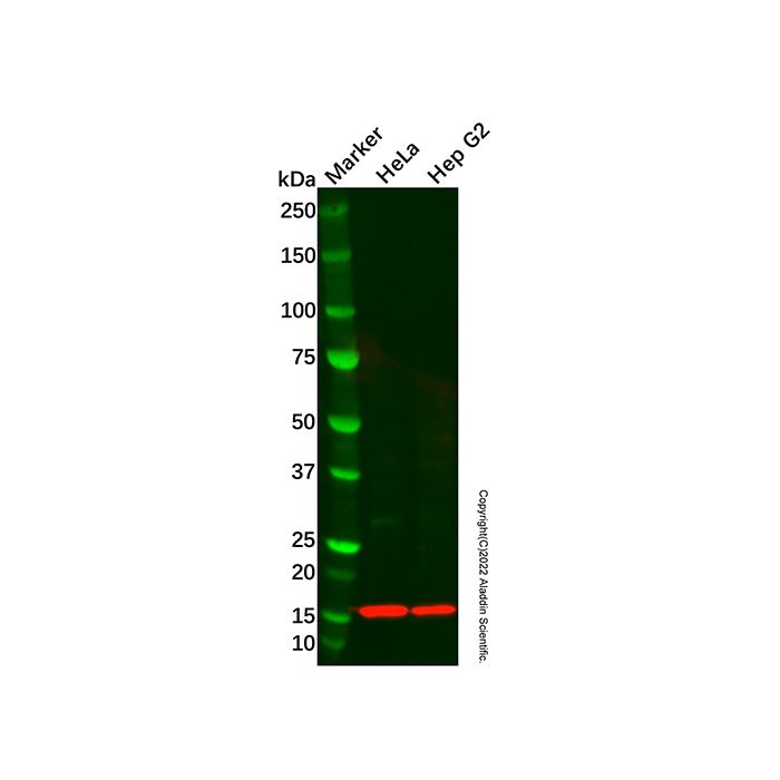 Recombinant ISG15 Antibody