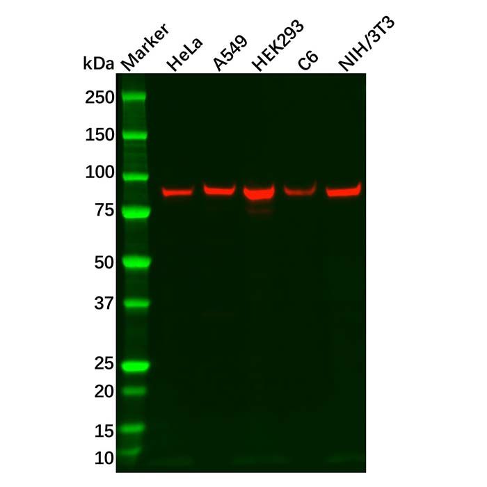 Recombinant ITGB6 Antibody