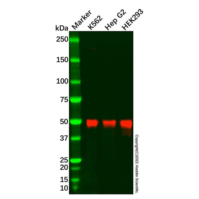 JMJD6 Antibody