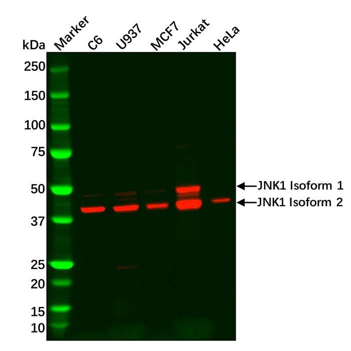 Recombinant JNK1 Antibody