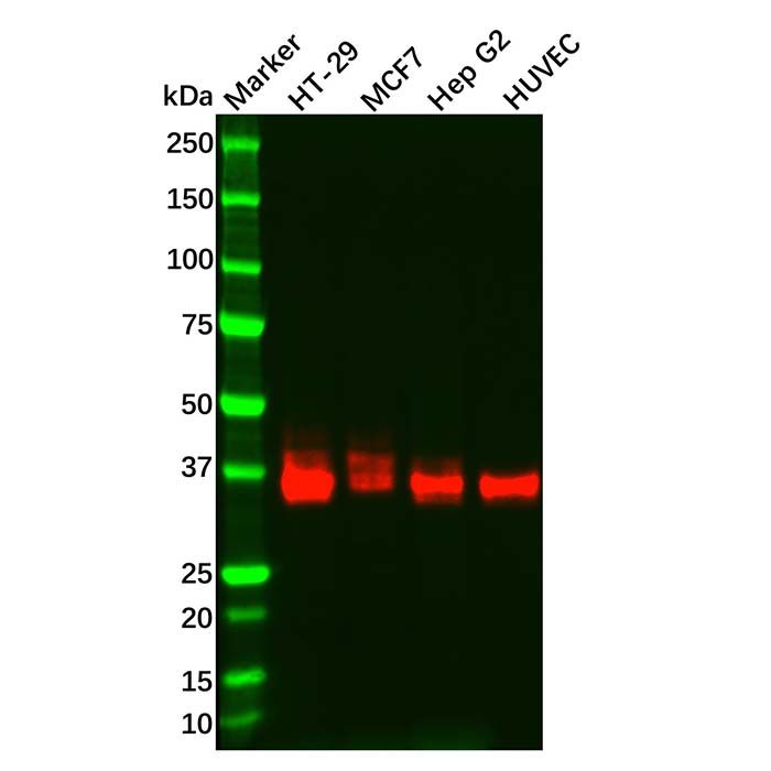 Recombinant JAM-A Antibody