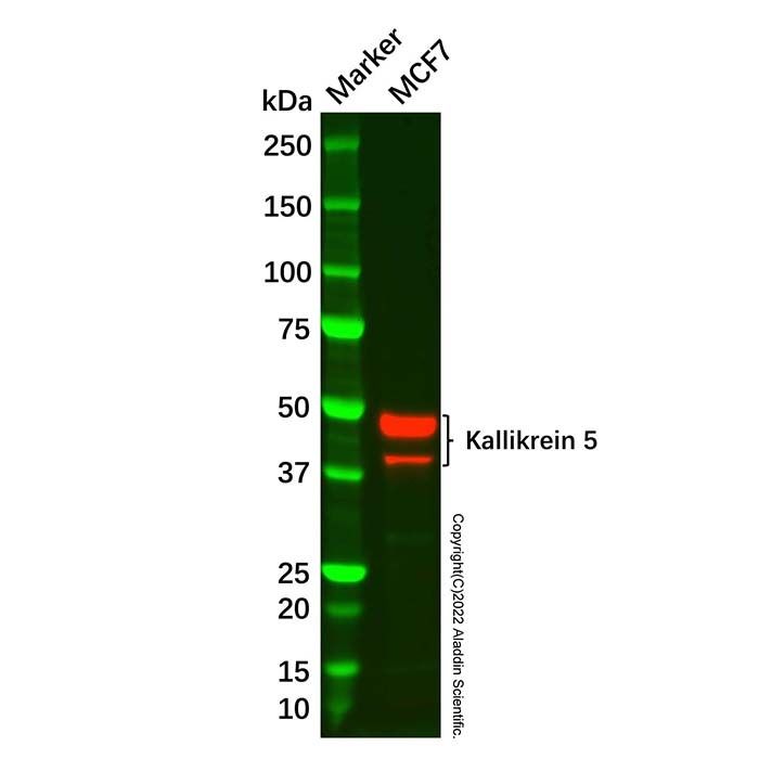 Recombinant Kallikrein 5 Antibody