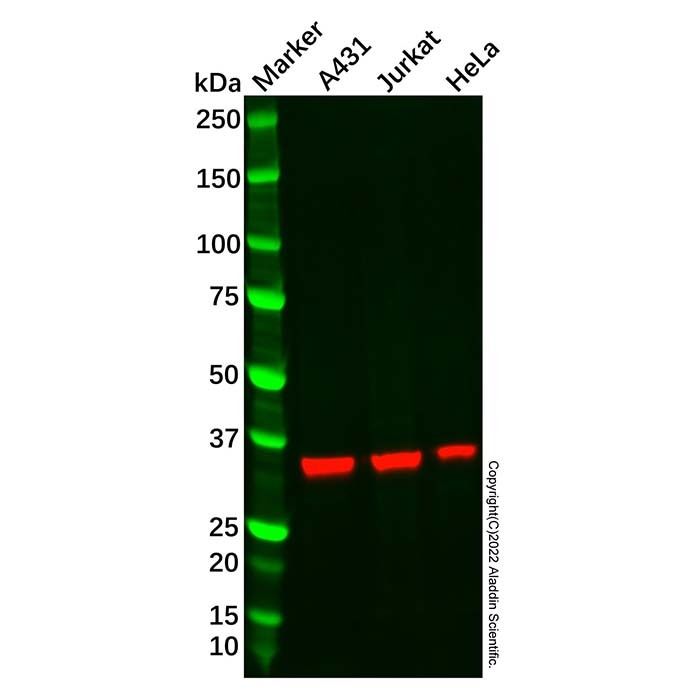 Recombinant Kallikrein 8/KLK8 Antibody