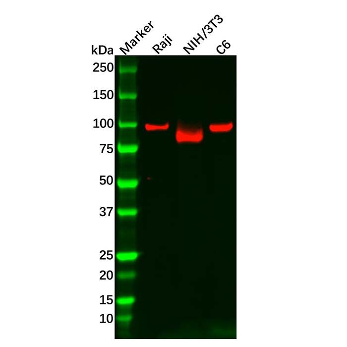 Recombinant KAT2A/GCN5 Antibody