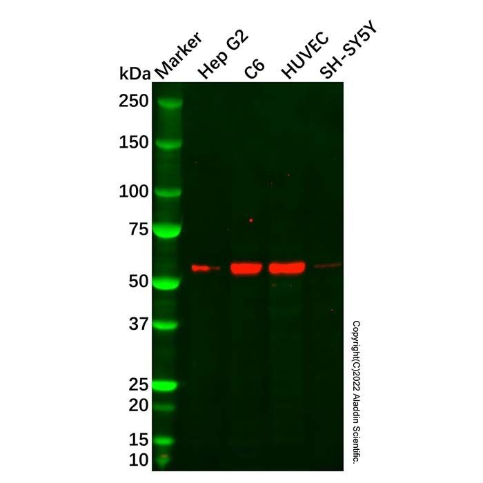 KCNA3 Antibody
