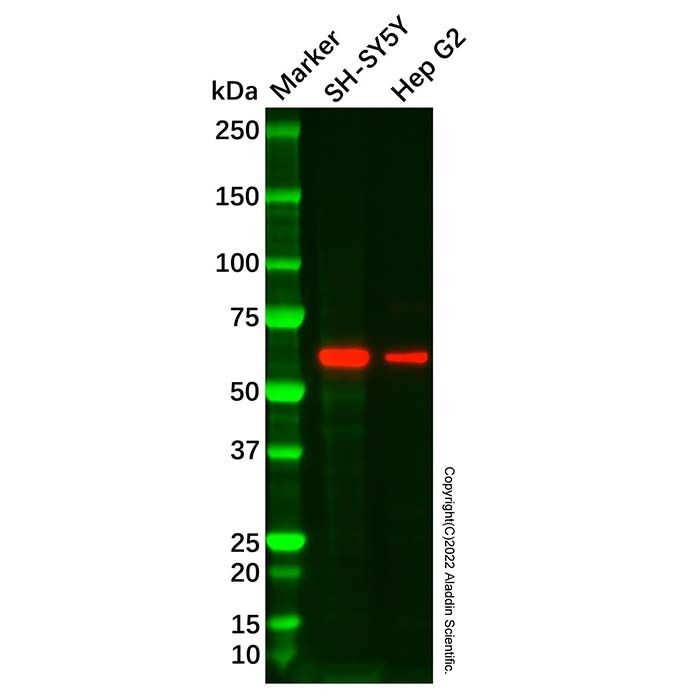 KCNC1 Antibody