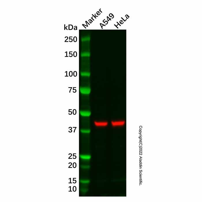 KCNJ15 Antibody