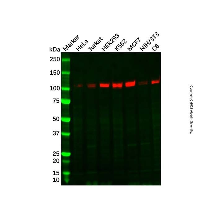 Recombinant KDM1/LSD1 Antibody
