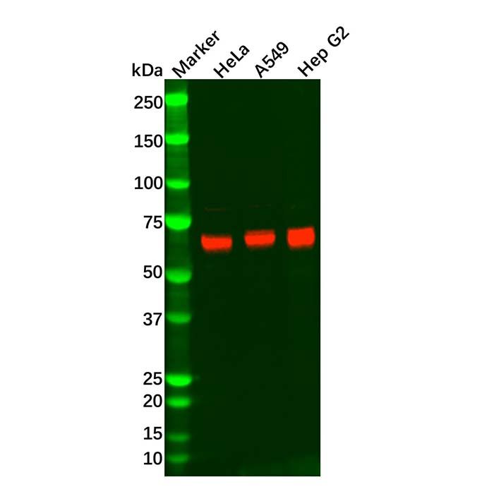 Recombinant Keap1 Antibody