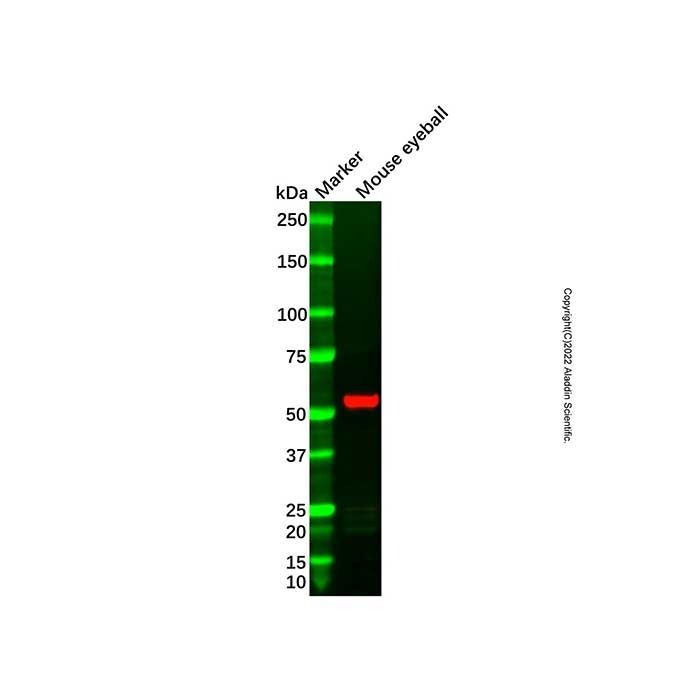 Recombinant Keratin 12/K12 Antibody