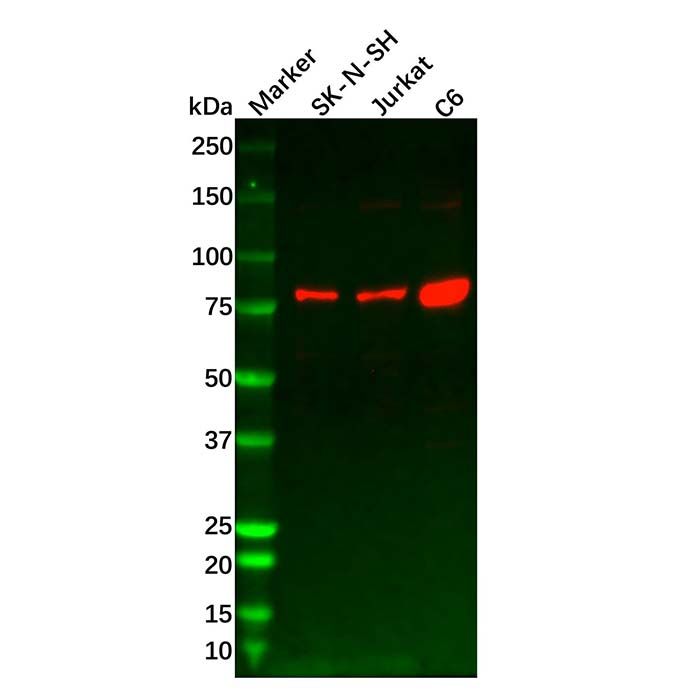 Recombinant KIF3A Antibody