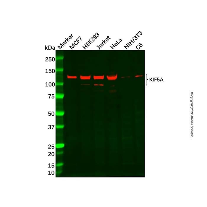 KIF5A Antibody