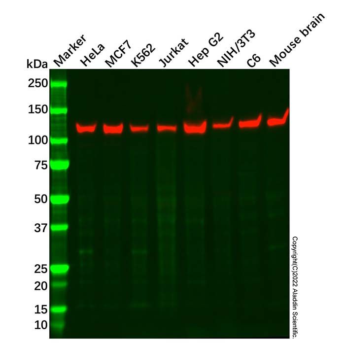 Recombinant KIF5B Antibody