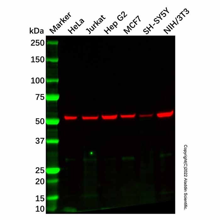 Recombinant KLC3 Antibody