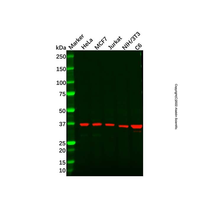 KLF2 Antibody