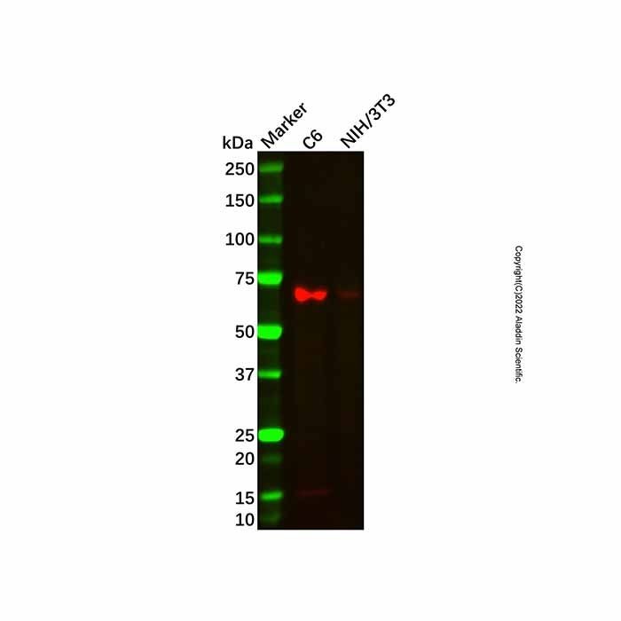Recombinant Klotho Antibody