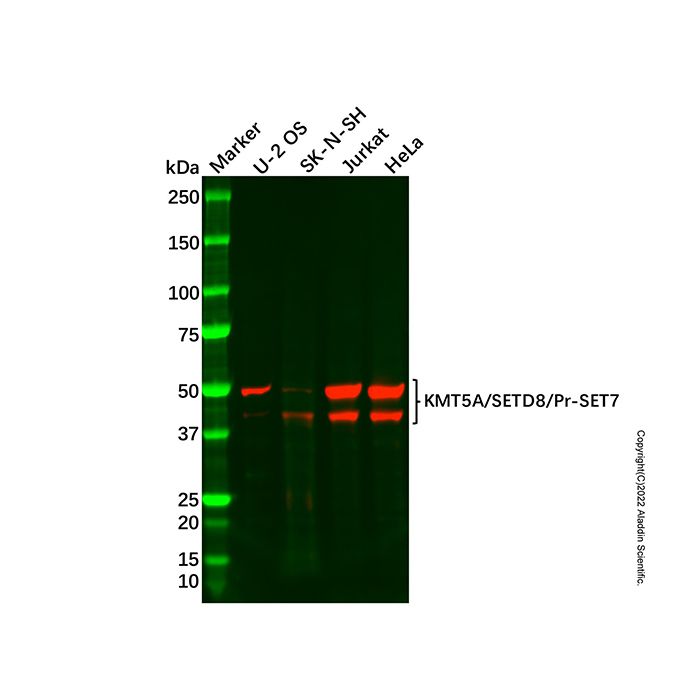 Recombinant KMT5A/SETD8/Pr-SET7 Antibody