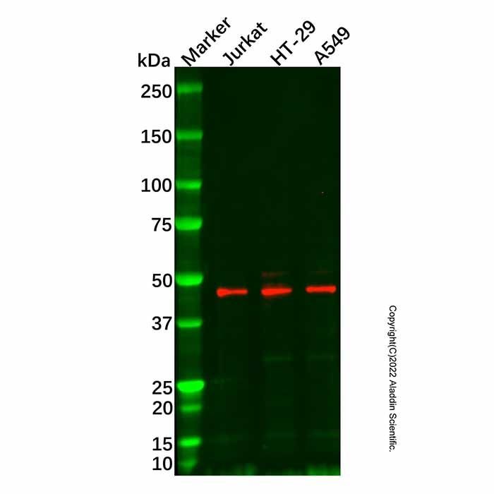 KPC2 Mouse mAb