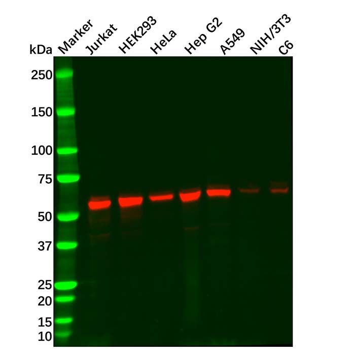KPNA2 Mouse mAb