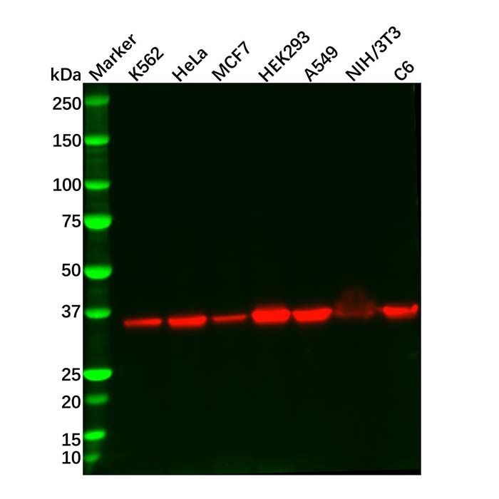 Recombinant Lactate Dehydrogenase Antibody