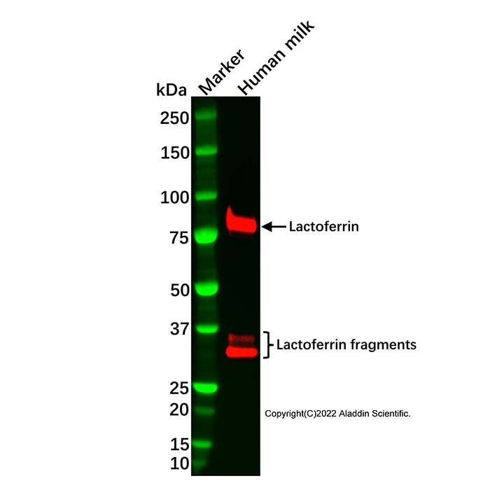 Recombinant Lactoferrin Antibody