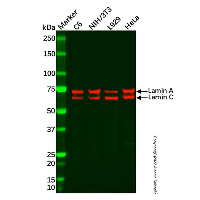 Recombinant Lamin A + Lamin C Antibody