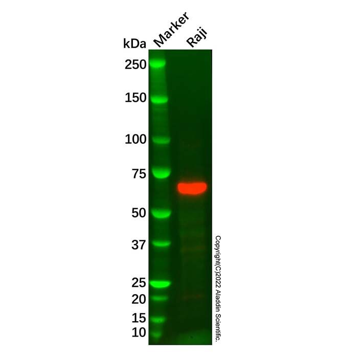 Recombinant Lamin B2 Antibody