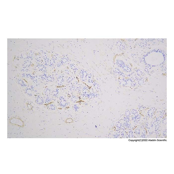 Recombinant Laminin Antibody