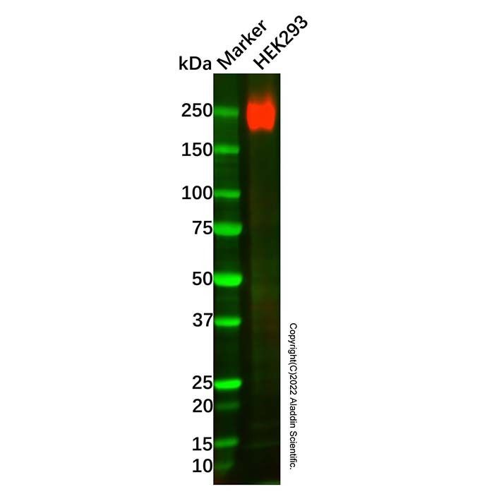 Recombinant Laminin gamma 1 Antibody