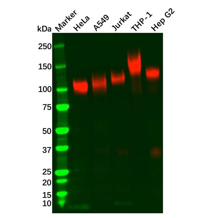 Recombinant LAMP2 Antibody
