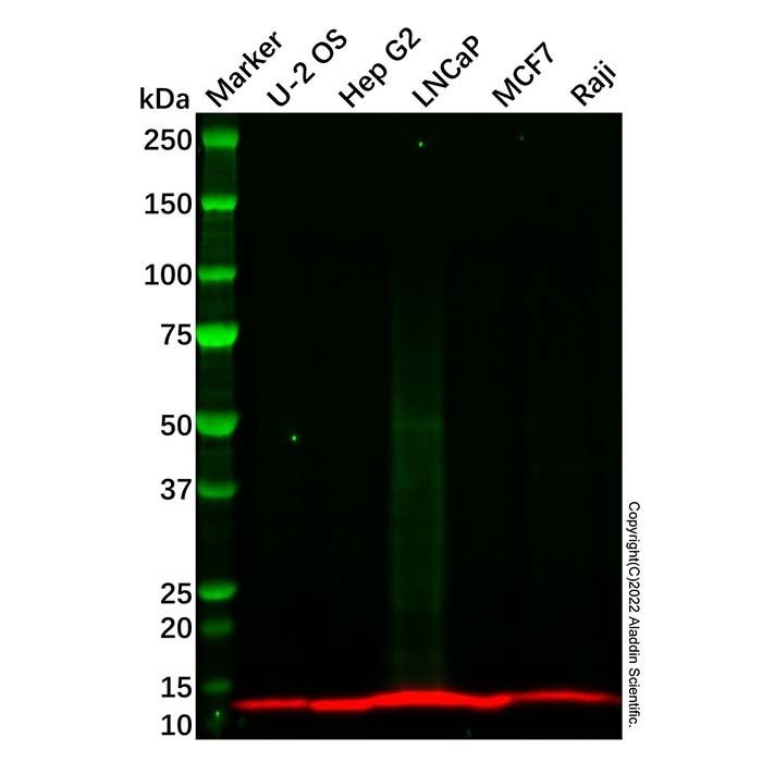 LAMTOR2 Antibody